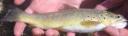 Pcher dans les lacs arigeois